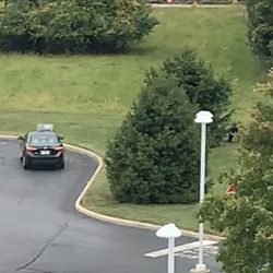 Delivery driver shitting behind a tree in hotel parking lot less than a block from the store
