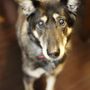 Photo of Home Pet Doctor