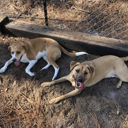 K9 Foundation - Best buddies Charlie and Rukus.