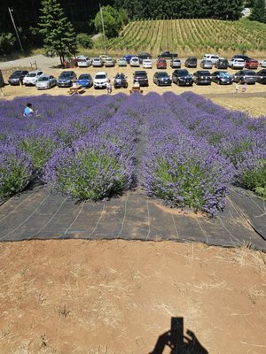 Helvetia Lavender Farm and Christmas Tree Farm by null