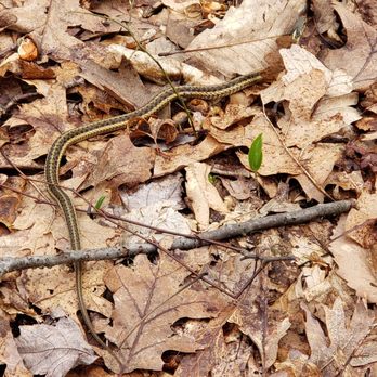 Mahlon Dickerson Reservation - Garter snake! - Campgrounds Near Me - Jefferson Township, New Jersey Mahlon Dickerson Reservation - Garter snake! - Campgrounds Near Me - Jefferson Township, New Jersey