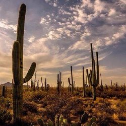 Palms Mobile Home RV Park - Gila Bend town