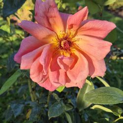 Boise Municipal Rose Garden
