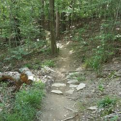 Royalview Trail