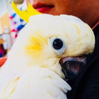 burlington bird store