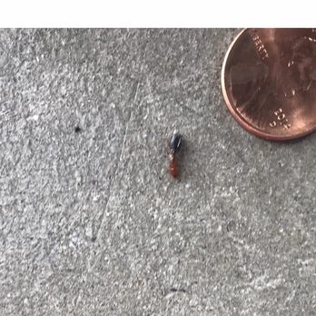 Orange Crest Pest Control - Pest Control Near Me Orange Crest Pest Control - Pest Control Near Me