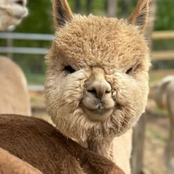 Good Karma Ranch Alpacas - Titan