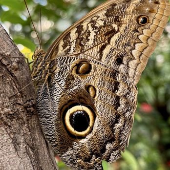 Butterfly Pavilion - Museums Near Me - Westminster, Colorado
