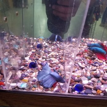 Caye's Exotic Pets - Local Fish Stores Near Me - Portland, Oregon Caye's Exotic Pets - Local Fish Stores Near Me - Portland, Oregon