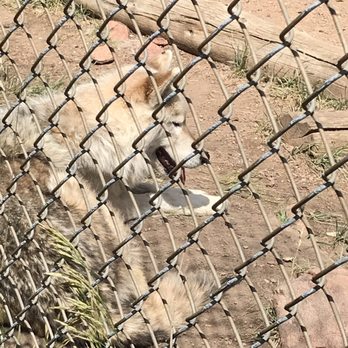 Mission Wolf - Community Service/Non-Profit Near Me - Gardner, Colorado