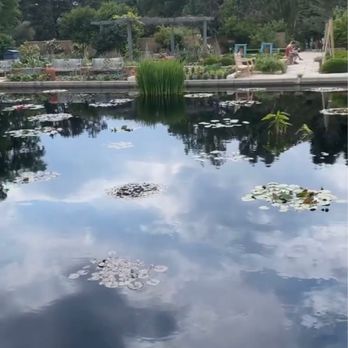 Denver Botanic Gardens - Some lillies reflecting the sky above - Botanical Gardens Near Me - Denver, Colorado Denver Botanic Gardens - Some lillies reflecting the sky above - Botanical Gardens Near Me - Denver, Colorado