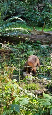 Northwest Trek Wildlife Park by null