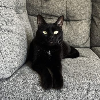 Got Paws West Valley - Pet Sitting Near Me Got Paws West Valley - Pet Sitting Near Me