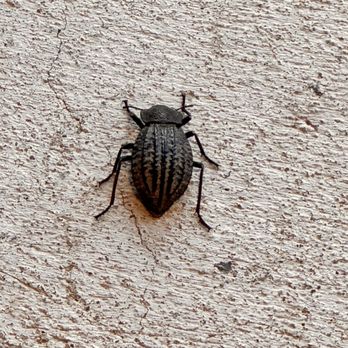 EnviroGuard - Bugs everywhere! This product and company SUCKS and they will draft your money without permission. - Pest Control Near Me - Albuquerque, New Mexico