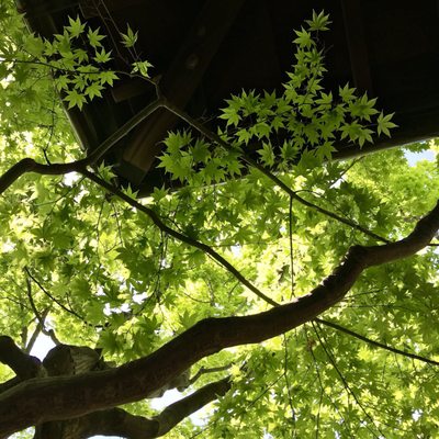 Shōrin-ji Temple by null