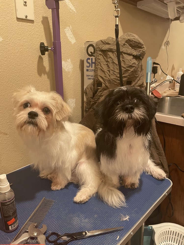 Perfect Pooch pet groomers Image