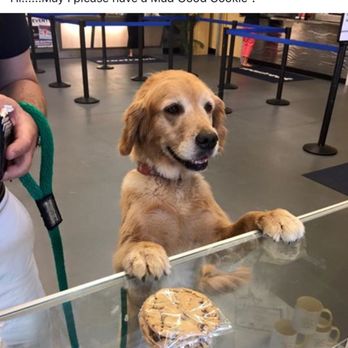 Mad Good Cookie - Even dogs want to take a bite out of a Mad Good Cookie ! - Bakeries Near Me - New Bedford, Massachusetts Mad Good Cookie - Even dogs want to take a bite out of a Mad Good Cookie ! - Bakeries Near Me - New Bedford, Massachusetts