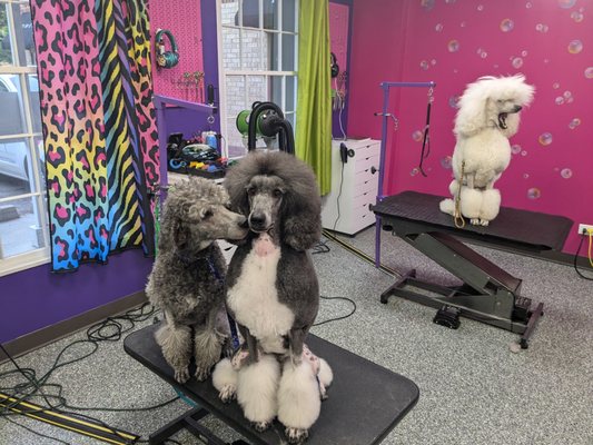 Doggy Style Salon by null