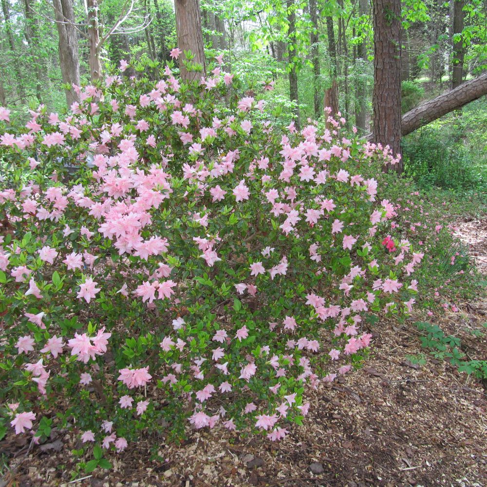 McNeair's Tree Service - Spring of 2006 - Tree Services Near Me