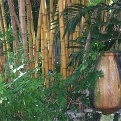 Albert Livingston Tree Farm - Bamboo Forest
