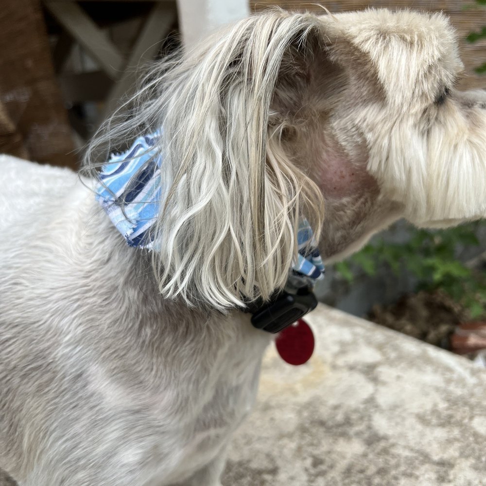 Alyssa’s pampered Pooches - First time using this groomer and our dog came home with blood on both sides of his face, and a spot on his back. - Pet Groomers Near Me - Decatur, Texas Alyssa’s pampered Pooches - First time using this groomer and our dog came home with blood on both sides of his face, and a spot on his back. - Pet Groomers Near Me - Decatur, Texas