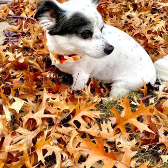 Barkberry Place - Sammy groomed w cute bandana they gave him to wear - Pet Groomers Near Me - Fayetteville, Arkansas