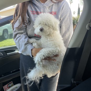 Solo Dog Grooming - Luna before - Pet Groomers Near Me - Corona, California Solo Dog Grooming - Luna before - Pet Groomers Near Me - Corona, California