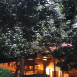 North Georgia Vacation Spots - Front Side of cabin with tree on it