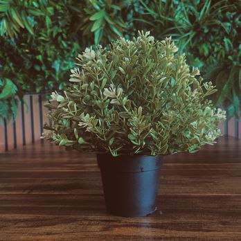 Tres Cafe - Cute plants all around the cafe - Coffee & Tea Near Me - Moreno Valley, California Tres Cafe - Cute plants all around the cafe - Coffee & Tea Near Me - Moreno Valley, California