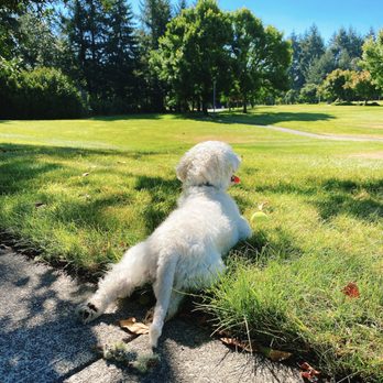 Hawks Prairie Veterinary Hospital - Tired dog is a happy dog - Veterinarians Near Me - Lacey, Washington Hawks Prairie Veterinary Hospital - Tired dog is a happy dog - Veterinarians Near Me - Lacey, Washington