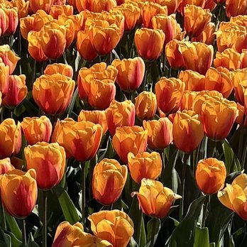 Roozengaarde Display Garden & Store - Tulip beds - Florists Near Me - Mount Vernon, Washington Roozengaarde Display Garden & Store - Tulip beds - Florists Near Me - Mount Vernon, Washington
