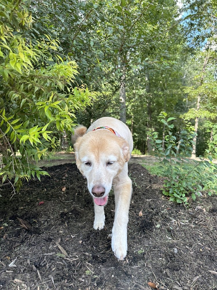 SAMS DOG GROOMING Updated July 2024 14 Photos 1654 Atlanta Hwy