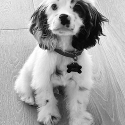 Woof Gang Bakery & Grooming North Palm Beach - Before. Cute but hairy lol.