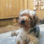 Photo of Park & Bark Mobile Pet Grooming