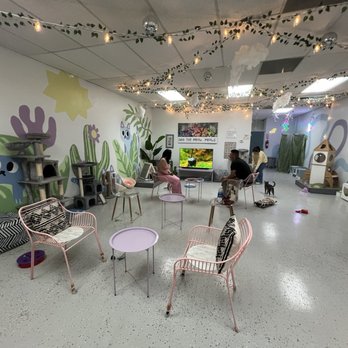 Save the Meow Meows Cat Lounge - interior, play area - Pet Adoption Near Me - Yucca Valley, California