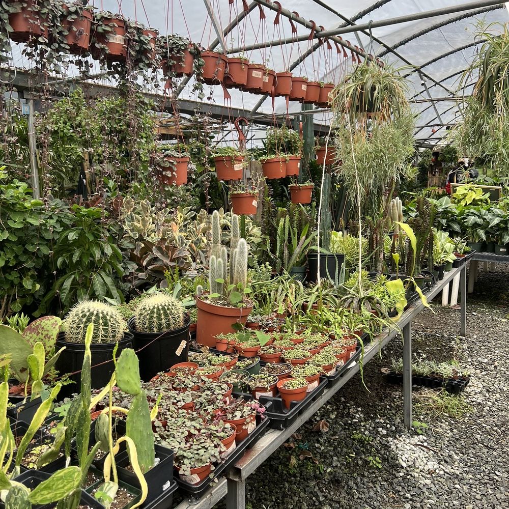 Plants Alive! - just SOME of the cacti and succulent selection - Nurseries & Gardening Near Me - Silver Spring, Maryland Plants Alive! - just SOME of the cacti and succulent selection - Nurseries & Gardening Near Me - Silver Spring, Maryland