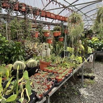 Plants Alive! - just SOME of the cacti and succulent selection - Nurseries & Gardening Near Me - Silver Spring, Maryland