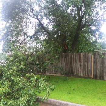 Spiderman Tree Service - My pear tree snapped during the rain storm last night. - Tree Services Near Me