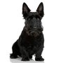 Photo of President Max-well's Pet Services