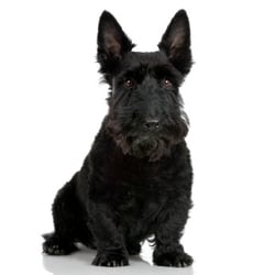 President Max-well's Pet Services
