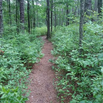 Turkey Swamp Park - Some of the good path. Pine needles make for soft steps however, slippery when wet. - Parks Near Me - Freehold Township, New Jersey Turkey Swamp Park - Some of the good path. Pine needles make for soft steps however, slippery when wet. - Parks Near Me - Freehold Township, New Jersey