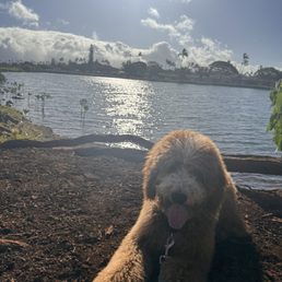 Kaleo (labradoodle - 5 months) when asked "down"