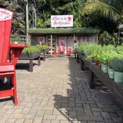 FLAMINGO ROAD NURSERY - 1496 Photos & 312 Reviews - 1655 S Flamingo Rd