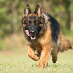Romeunder German Shepherd Dogs