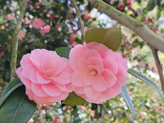 Laurelhurst Park by null