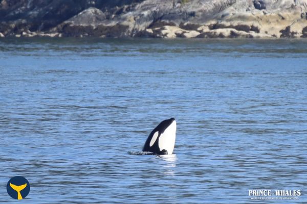 Prince of Whales - Whale & Marine Wildlife Adventures Vancouver by null