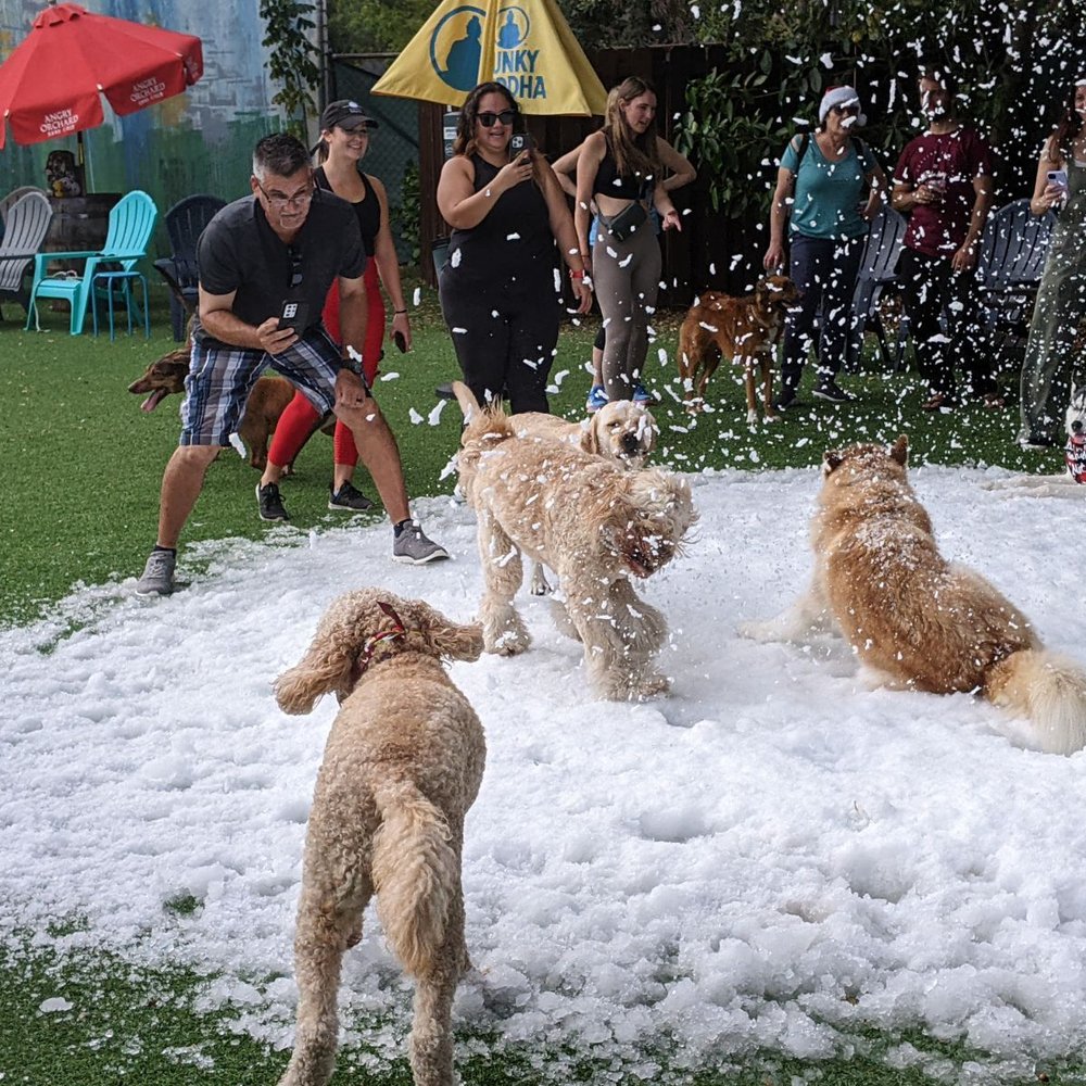 Barkyard n' Brews - Christmas 2023 - Dog Parks Near Me - Fort Lauderdale, Florida Barkyard n' Brews - Christmas 2023 - Dog Parks Near Me - Fort Lauderdale, Florida