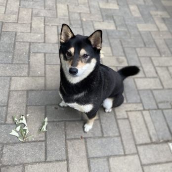 Oak Brook Kennel Club - Shiba Inu at OBKC - Pet Boarding Near Me - Oak Brook, Illinois Oak Brook Kennel Club - Shiba Inu at OBKC - Pet Boarding Near Me - Oak Brook, Illinois