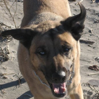 Pet Companions Bed & Biscuit - Pet Boarding Near Me - Reading, Massachusetts
