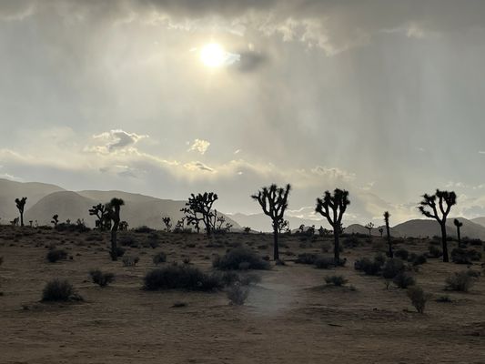 Joshua Tree Visitor Center by null